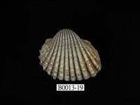 藏品(血蚶)的圖片